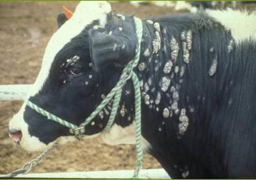patogeneza epidermei bovine)